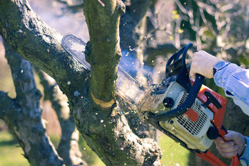 Man cuts tree branches with a chainsaw, felling a tree in the garden. Gardening in orchard. - obrazy, fototapety, plakaty