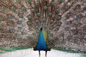 Fotobehang Peacock spread tail-feathers © Chanawat