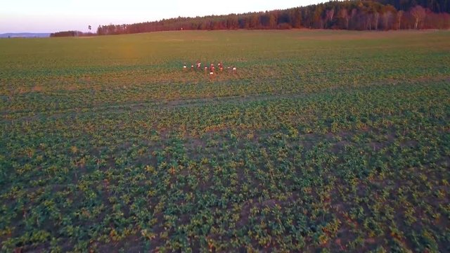 Aerial view of herd of deer in sunset evening. Beautiful wildlife scenery of roe deer from above.