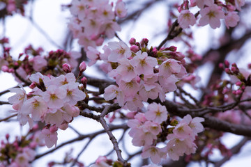 Japanese spring