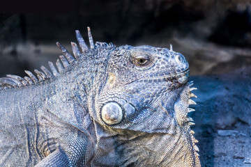 iguana