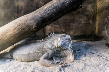 iguana