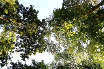 Obraz premium Treetops