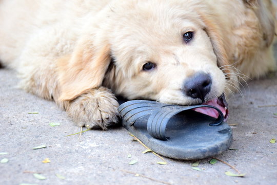 Dog playing