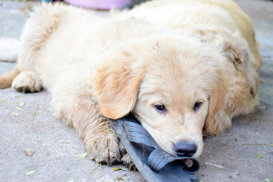 Dog playing