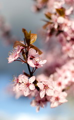 New cherry flowers in Seattle
