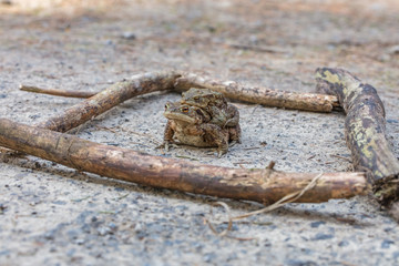 froschgehege