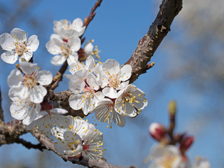 Aprikosenblüte, Aprikose, Prunus armeniaca, Blüten
