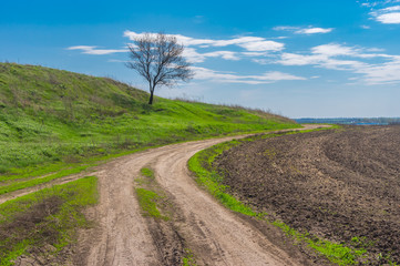 Landscape with earth road and lonely apricot tree at early spring season