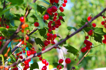 Red currant