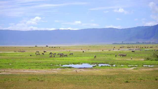A herd of zebras. Landscape of Ngorongoro crater