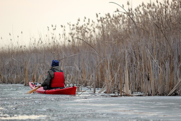 Man paddles a red kayak with wooden greenland paddle on frozen ice river beetwen floe with dry bulrush in calm winter day
