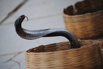 Indian Cobra