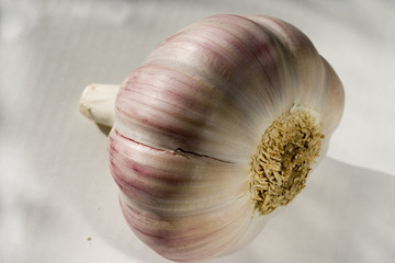 A bulb of garlic on a  simple background. Closeup 4