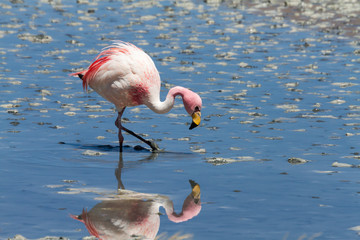 Close up of a flamingo at Laguna Hedionda