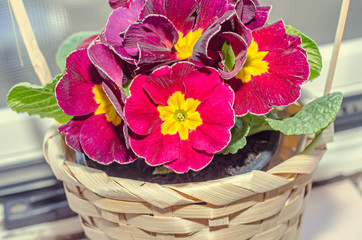 Primula obconica touch me, dark red with yellow flowers, green leaves, close up basket