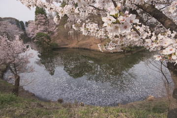 堀の周りの満開の桜
