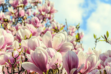 Magnolia pink blossom tree flowers, close up branch, outdoor