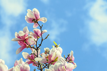 Magnolia pink blossom tree flowers, close up branch, outdoor