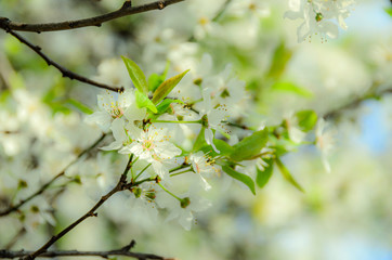 White flowers of Prunus cerasifera tree, cherry or  myrobalan plum, close up outdoor