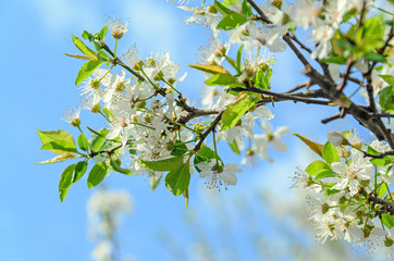 White flowers of Prunus cerasifera tree, cherry or  myrobalan plum, close up outdoor