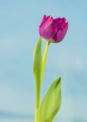 fresh spring tulip at blue sky background