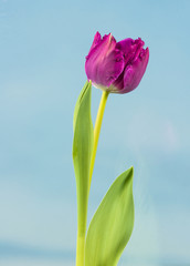 Fototapeta premium fresh spring tulip at blue sky background