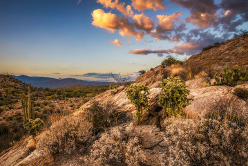 Sunset over cholla and cactuses near Javelina Rocks in Saguaro National Park