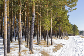 Obraz premium Reforestation. Artificially planted pine forest