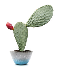 cactus isolated on white background