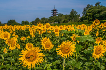 日本・岡山県・備中国分寺・五重塔・ヒマワリ