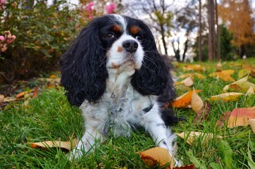 Cavalier King Charles Spaniel