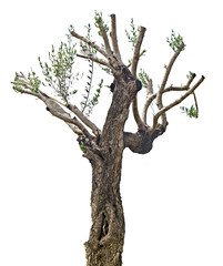 Fototapeta premium Dry tree on white background