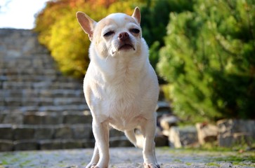 Sesja chihuahua © Klaudia