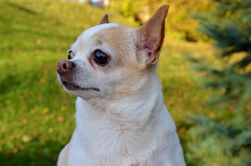 Sesja chihuahua © Klaudia