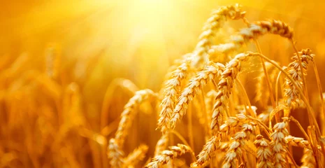 Poster Wheat field. Ears of golden wheat closeup. Harvest concept © Subbotina Anna