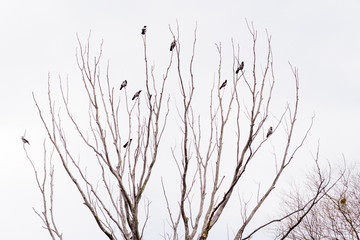 Fototapeta na wymiar Hooded crows perched on the top of tree branches are waiting to take flight during a gray winter day