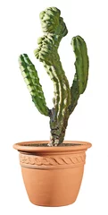 Papier Peint photo Cactus en pot cactus isolé sur fond blanc
