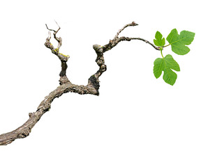 Grape vine isolated on white background