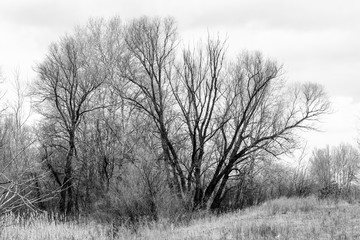 Melancholic image in black and white of a tree stripped of its leaves in winter.
