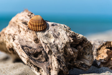 Conchiglie in spiaggia 