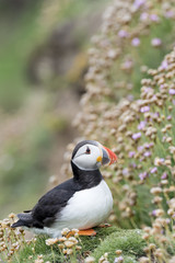 Atlantic Puffin (Fratercula arctica) adult, standing amongst flowering sea Thrift (Armeria maritima), Great Saltee, Saltee Islands, Ireland.