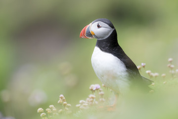 Atlantic Puffin (Fratercula arctica) adult, standing amongst flowering pink Thrift (Armeria maritima) with soft focus, Great Saltee, Saltee Islands, Ireland.