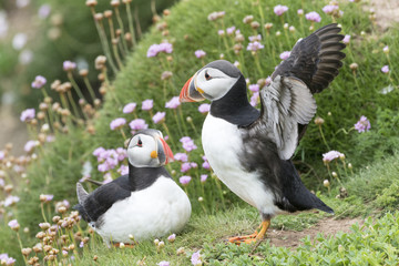 Two Atlantic Puffin (Fratercula arctica) adult, standing on sea cliff amongst flowering sea thrift, Great Saltee, Saltee Islands, Ireland.