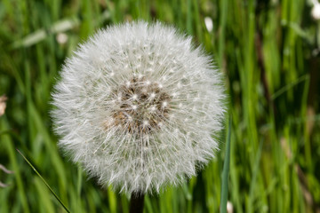 dandelion