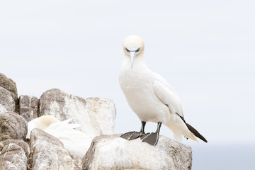 Northern Gannet (Morus bassanus) standing on rock, Great Saltee, Saltee Islands, Ireland