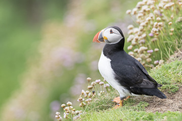 Atlantic Puffin (Fratercula arctica) adult, standing amongst flowering pink Thrift (Armeria maritima), Great Saltee, Saltee Islands, Ireland.