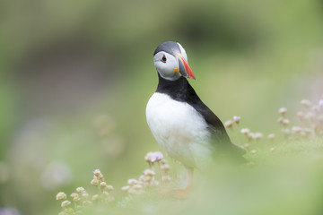 Atlantic Puffin (Fratercula arctica) adult, standing amongst flowering sea Thrift (Armeria maritima) with soft focus, Great Saltee, Saltee Islands, Ireland.