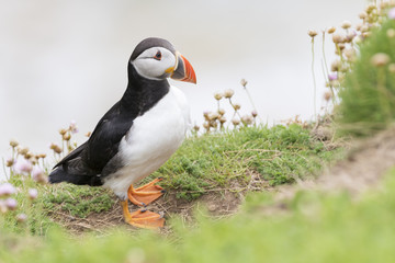Atlantic Puffin (Fratercula arctica) adult, standing on sea cliff amongst flowering sea thrift, Great Saltee, Saltee Islands, Ireland.
