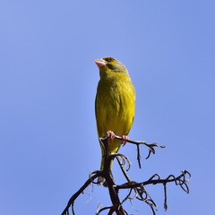 serin bird,island Mallorca